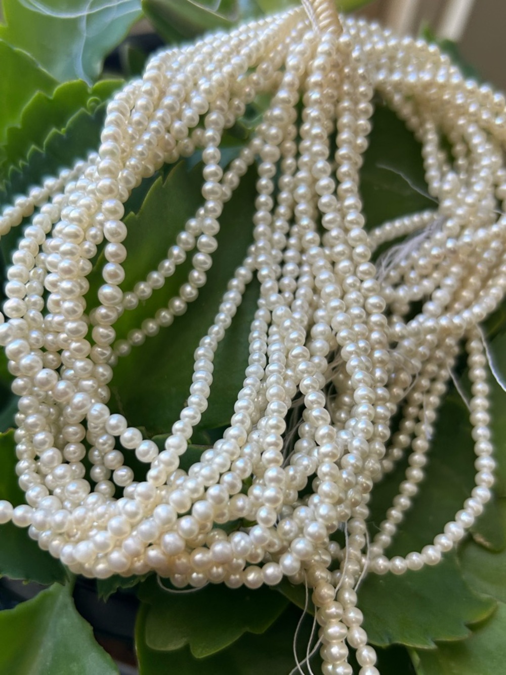 bundle 10 strands 3mm AAA Very Rare Natural White Seed Freshwater Pearl Beads